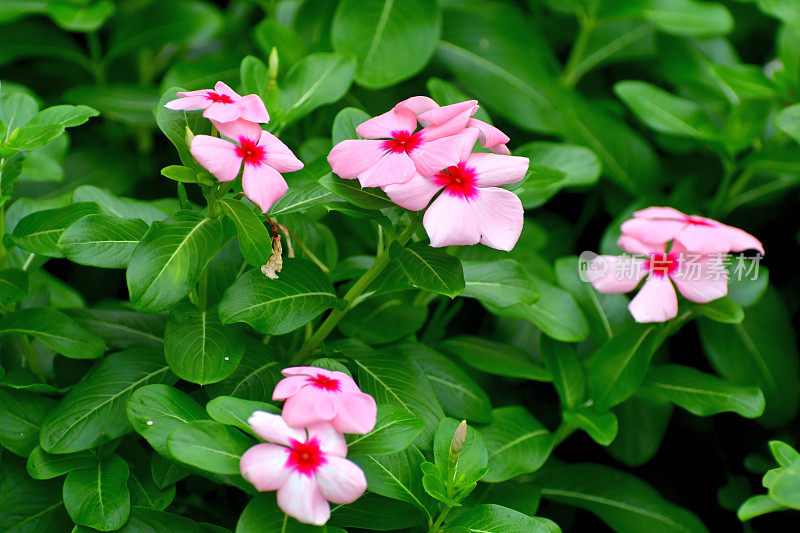 长春花/马达加斯加长春花